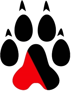 Northeastern Huskies 2007-Pres Alternate Logo iron on transfers for clothing